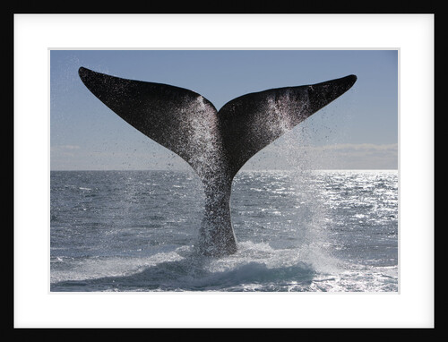 Southern Right Whale off Peninsula Valdes, Patagonia by Anonymous