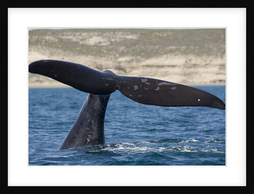 Southern Right Whale off Peninsula Valdes, Patagonia by Anonymous
