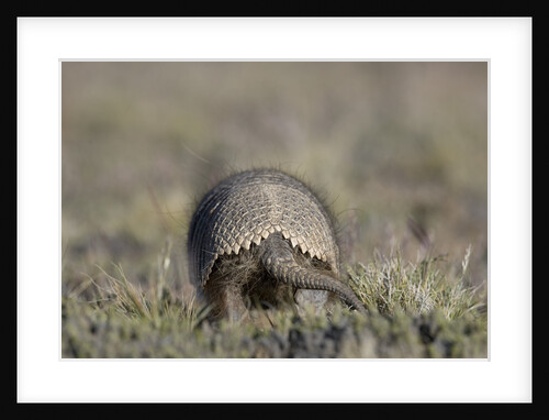 Armadillo in Patagonia, Argentina by Anonymous