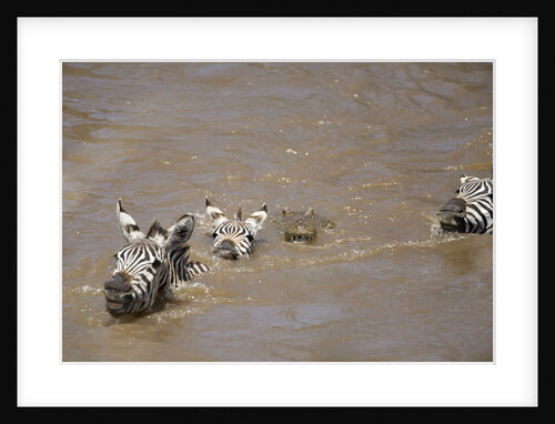 Nile Crocodile Hunting Zebra Crossing River in Masai Mara, Kenya by Anonymous