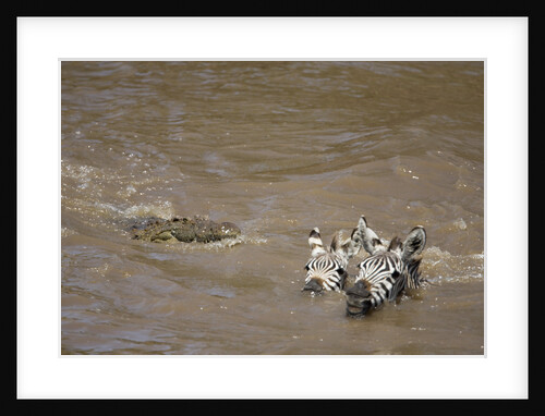 Nile Crocodile Hunting Zebra Crossing River in Masai Mara, Kenya by Anonymous