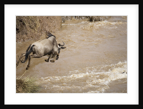 Wildebeest Migration in Masai Mara Game Reserve, Kenya by Anonymous