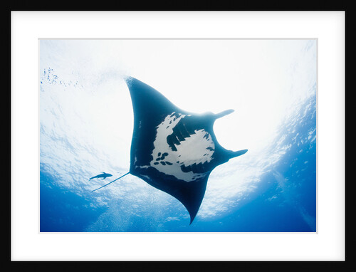 Manta Ray by Anonymous