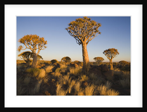 Nature on Safari by Anonymous