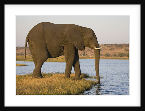 Elephant Drinking Water by Anonymous