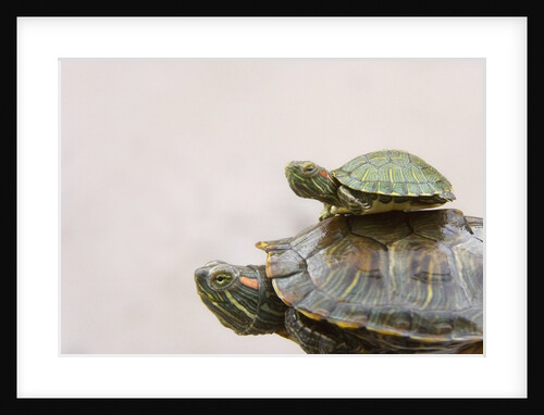 Baby Turtle Riding on Mother's Back by Anonymous