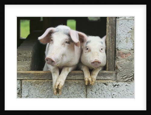Two Pigs Leaning Out of Pen by Anonymous