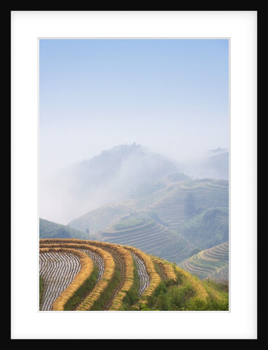 Rice Growing on Terraced Fields on Mountain Slopes by Anonymous