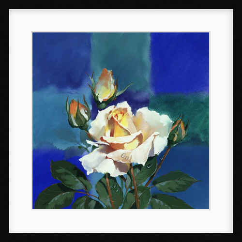 White Rose in Front of Cross by Anonymous