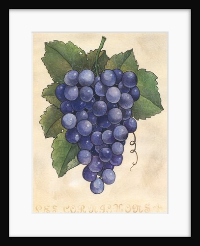 Bunch of wine grapes by Anonymous