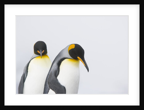 King Penguins by Anonymous