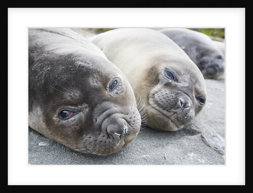 Elephant Seal Pups by Anonymous