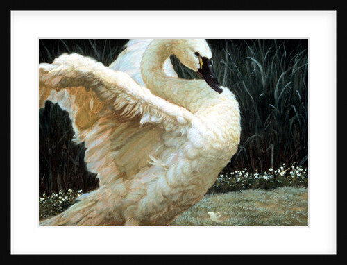Tundra Swan Extending Its Wings by Anonymous