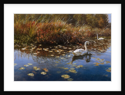 Trumpeter Swans by Anonymous