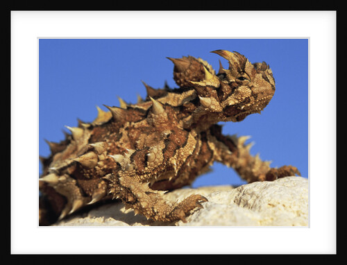 Thorny Devil by Anonymous