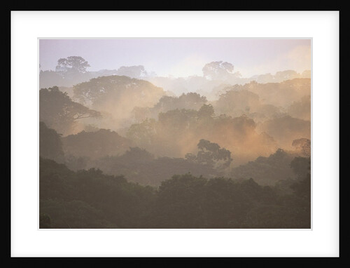 Morning Fog and Tropical Rainforest Canopy in Ecuador by Anonymous