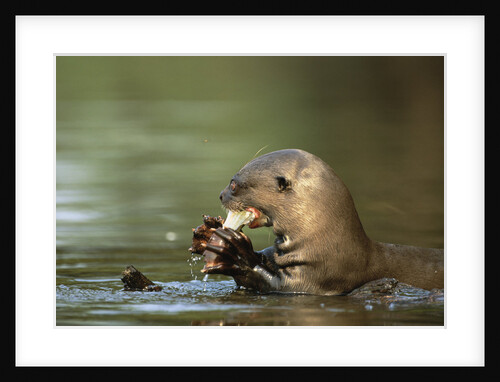 River Otter Eating a Fish by Anonymous