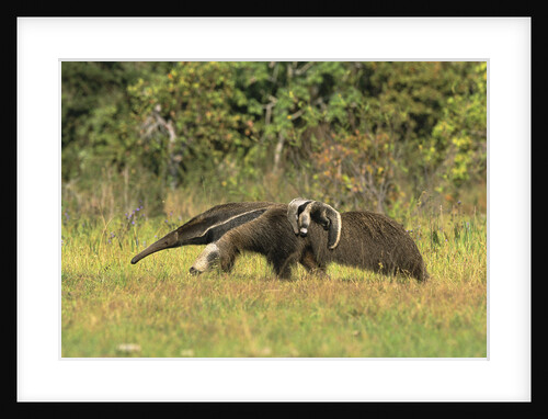 Anteaters Carrying Their Young by Anonymous