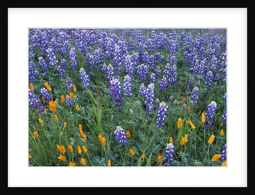 Lupines and Poppies in a Meadow by Anonymous