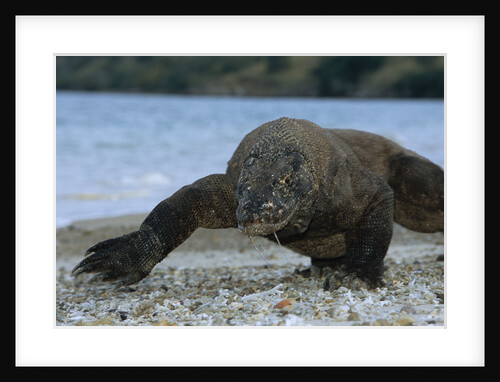 Komodo Dragon by Anonymous