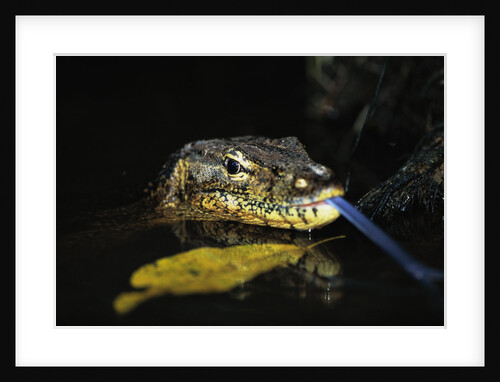 Water Monitor by Anonymous