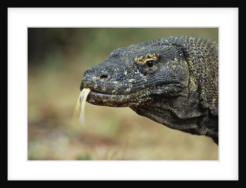 Komodo Dragon by Anonymous