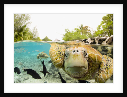 Face to Face with Green Sea Turtles by Anonymous