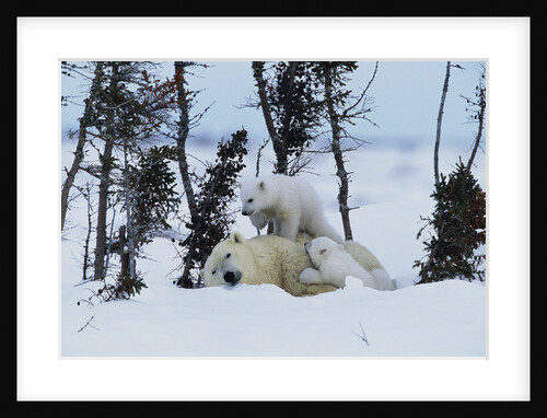 Polar Bear Mother With Her Cubs by Anonymous
