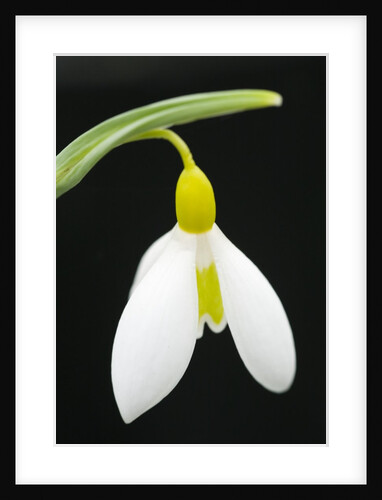 Close-Up View of Wendy's Gold Snowdrop Flower by Anonymous