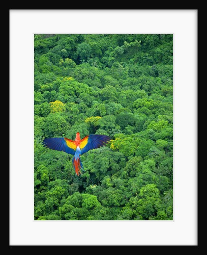 Scarlet Macaw Flying Over Rainforest by Anonymous