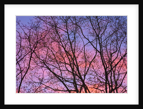 Dark Oak Trees Against Fiery Sky at Sunset by Anonymous