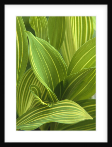 Close-up of Variegated Leaves by Anonymous