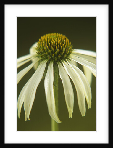 White Swan Coneflower by Anonymous