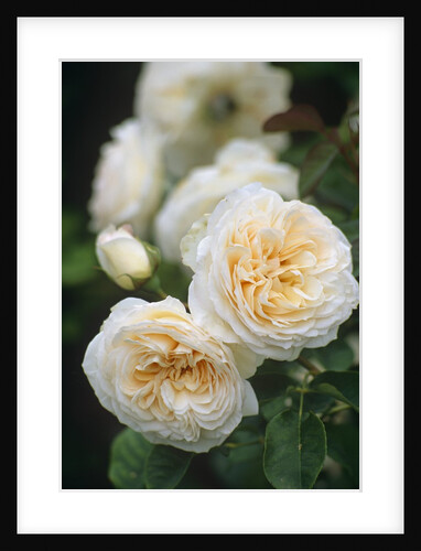 Buff Beauty Roses by Anonymous