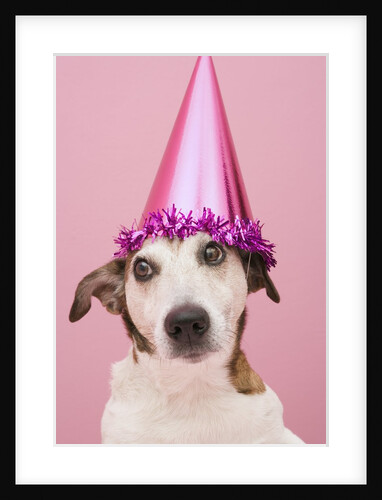Dog Wearing Party Hat by Anonymous