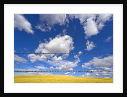 Barbed Wire Fence, Cumulus Clouds by Anonymous