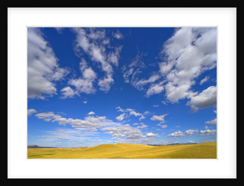 Beautiful Cumulus Clouds and Golden Prairie by Anonymous