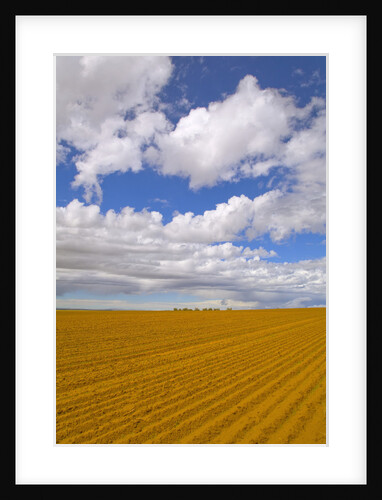 Freshly Ploughed Red Earth Field and Cumulus Clouds by Anonymous