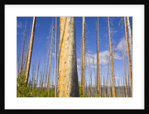 Spruce Trunks with Bark Stripped by Fire by Anonymous