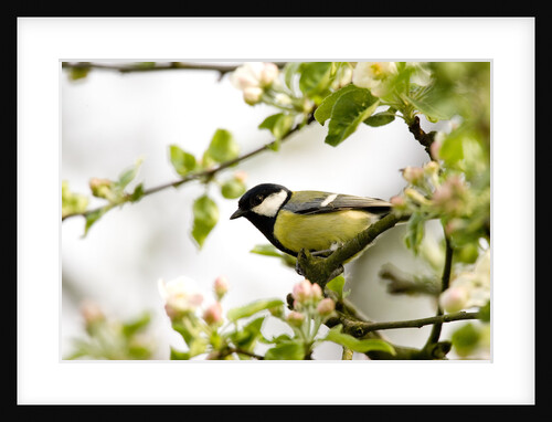 Great Tit Sitting on Springtime Branch by Anonymous