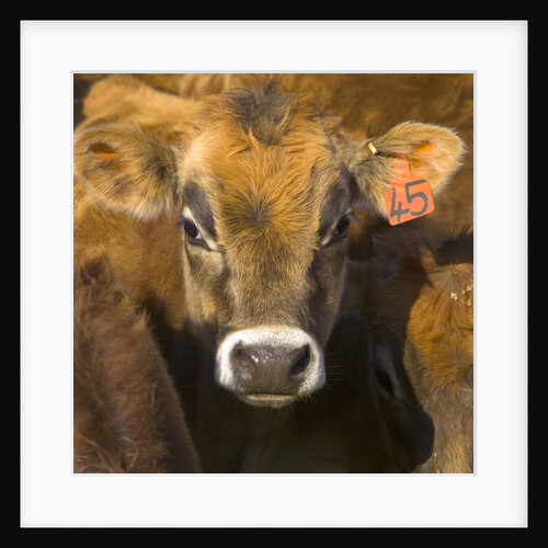 Young Calf in Pasture by Anonymous
