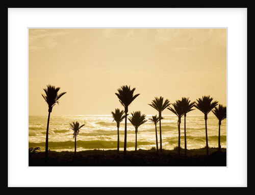 Nikau Palms on Sea Coast by Anonymous