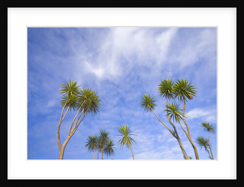Cabbage Trees, Crowns Against Sky by Anonymous
