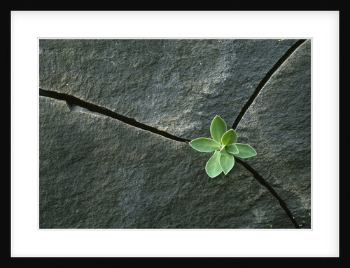 Plant Growing in Cracked Boulder by Anonymous