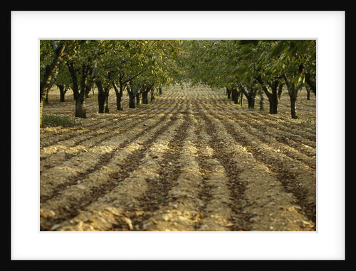 Orchard by Anonymous
