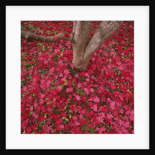 Red Leaves on Ground by Anonymous