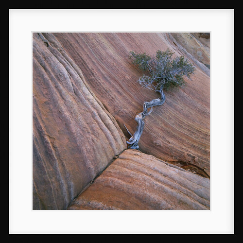Tree Growing in Rock Cliff by Anonymous