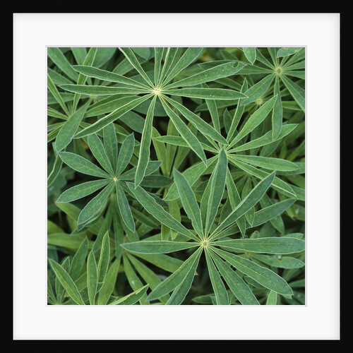 Foliage by Anonymous