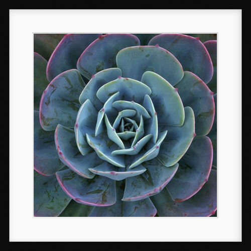 Hens and Chicks Plant by Anonymous