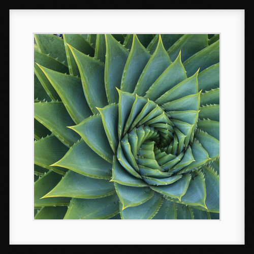 Succulent with Spiked Leaves by Anonymous